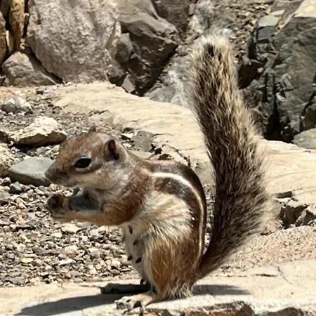 Апартаменты 106 Torres Del Castillo, Fuerteventura *